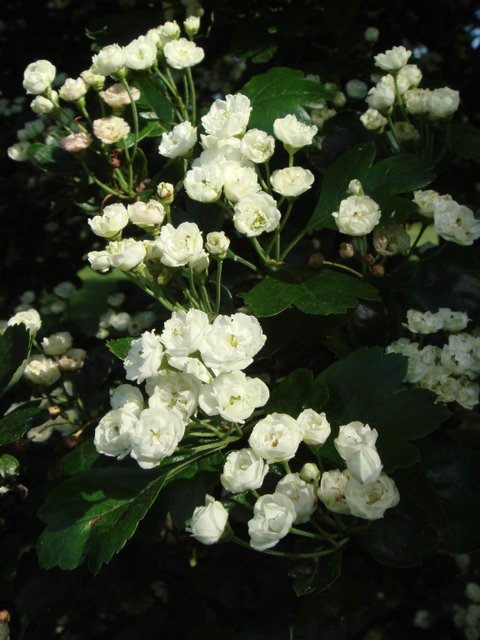 Crataegus laevigata 'Alba Plena' fleur